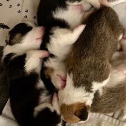 Pembroke Welsh Corgis from Blue Mountain Corgis