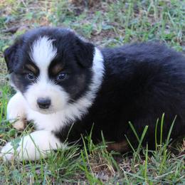 Scottsdale - Black tri-color male Australian Shepherd puppy in Kansas, Oklahoma from Windy G Farm
