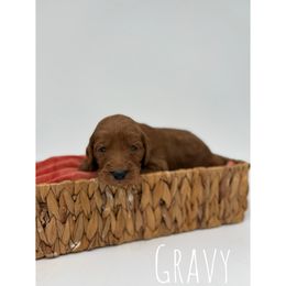 Gravy - Red  male Goldendoodle puppy in Smithfield, Kentucky from KBK9 Kennels