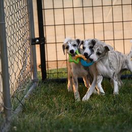 Whippet Puppies from Winstar Whippets