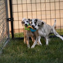 Whippet Puppies from Winstar Whippets