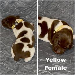 Yellow - Liver and white female German Shorthaired Pointer puppy in Nacogdoches, Texas from Triple R German Shorthaired Pointers
