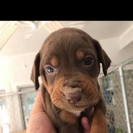Catahoula Leopard Dog Puppies from Magnolia Farms Kennel