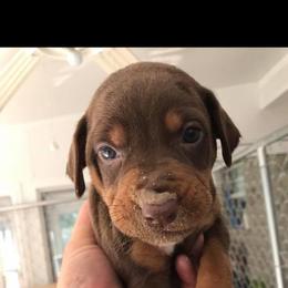 Catahoula Leopard Dog Puppies from Magnolia Farms Kennel