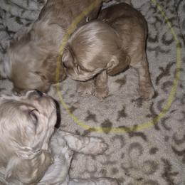 Girl 2 - Buff female Cocker Spaniel puppy in Kingman, Arizona from Amore’s Cockers