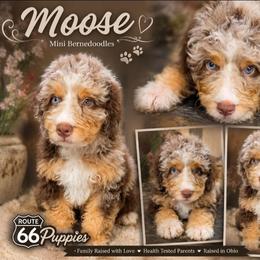 Boy 6, Blaze - Chocolate merle male Bernedoodle puppy in Delphos, Ohio from Route 66 Puppies