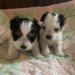 Biewer Terriers from Little Bear Creek Biewers