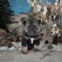 Purple Collar - Black sesame female Shikoku Ken puppy in Pennsylvania from Aoiyama Sou Shikoku Kennel