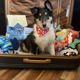 Johnathan - Black white and tan male Collie puppy in Chilhowie, Virginia from Jolly Collies