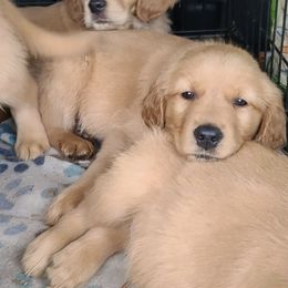 Goldendoodle and Golden Retriever Puppies from Snow Peak Kennels