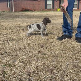 Chesapeake Bay Retriever and German Shorthaired Pointer Puppies from Against the Wind Kennels