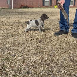 Chesapeake Bay Retriever and German Shorthaired Pointer Puppies from Against the Wind Kennels