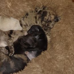 Pug Puppies from Brenda's Pugs