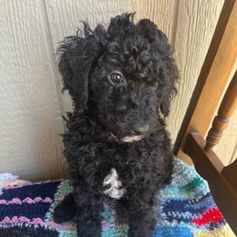 Ivy - Black female Poodle puppy in Caldwell, Idaho from Treasure Valley Poodles