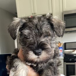 Miniature Schnauzer Puppies from Furry Ark