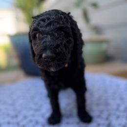 Clark - Black male Double Doodle puppy in Mineola, Texas from ETX Dandy Doodle