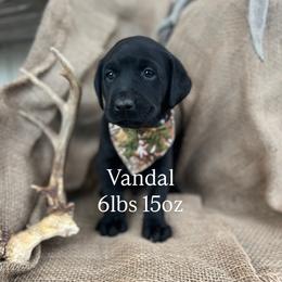 Vandal - Black male Labrador Retriever puppy in Puyallup, Washington from 12 Door Farm Labradors