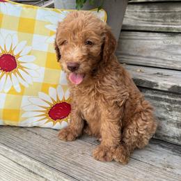 Red - Apricot male Goldendoodle puppy in Seguin, Texas from Dude Ranch Doodles