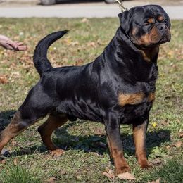 Rottweilers from von Adlerhaus Rottweilers