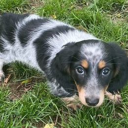 Dachshunds from Mimi’s Doxies