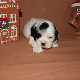Pfannee - Black and white male Cocker Spaniel puppy in Hickory, North Carolina from Home Grown Cocker Spaniels