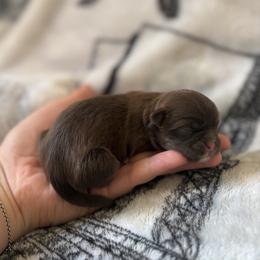 Lose - Tricolor female Shih Tzu puppy in Las Vegas, Nevada from Vegas Shih Tzus