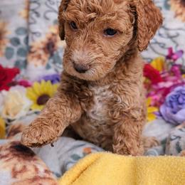 Puppy 3 (Goldendoodle) - Dark golden male Golden Retriever puppy in San Tan Valley, Arizona from Top Gun Golden Retrievers