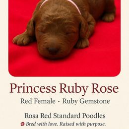 Princess Ruby Rose Rosa Red - Red  female Poodle puppy in Woodbridge, Virginia from Rosa Red Standard Poodles