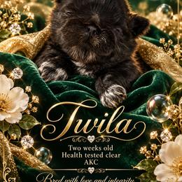 Twila - Black female Shih Tzu puppy in Dallas, Texas from Almost Heaven Shih Tzu
