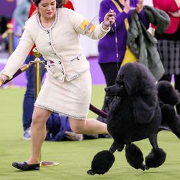 Poodles from Targa Poodles