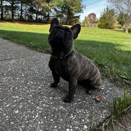 French Bulldog puppies from Weavwood Ranche