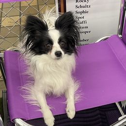 Dainty - Papillon