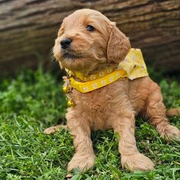 Pecan- Yellow Collar - Apricot female Goldendoodle puppy in Bonham, Texas from Happy Valley Puppies