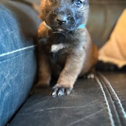 Light blue collar - Mahogany male Belgian Malinois puppy in Denver, Colorado from Morales Kennels