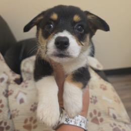 Quinns Girl 3 - Black and tan female Pembroke Welsh Corgi puppy in Middleburg, Florida from Mulkeys Little Corgis