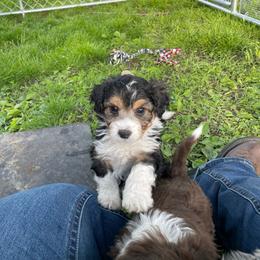 Black tri male - Black tri-color male Aussiedoodle puppy in Hillsboro, Illinois from Shoal Creek Puppies