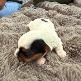 Wonton - Parti female Yorkshire Terrier puppy in Mc Kinney, Texas from Dallas Parti Yorkies