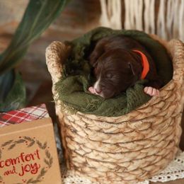 Aussiedoodles, Bernedoodles, and Poodles from Oodles of doodle of Michigan