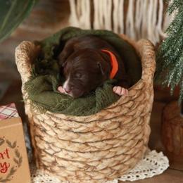 Aussiedoodles, Bernedoodles, and Poodles from Oodles of doodle of Michigan