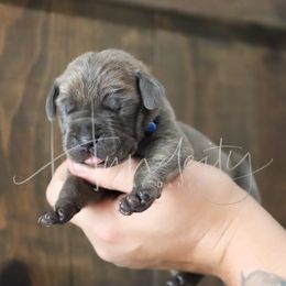 Tide - Blue male Great Dane puppy in Denison, Texas from Hundeity Great Danes