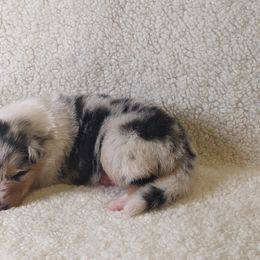 Girl 1 - Blue merle and white Collie puppy in Centennial, Colorado from Nine Eves