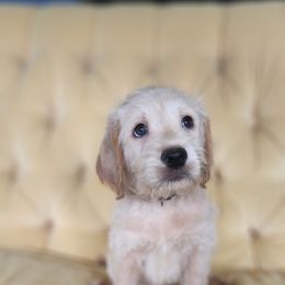 Labradoodle Puppies from Bollenberg Farm LLC