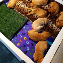 "The start of potty box training" Labrador Retriever Puppies from Victory Retrievers