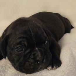 Rosco - Brindle male Boxer puppy in Rocky Comfort, Missouri from Meredith's Boxer Puppies