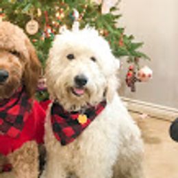 Piper - Goldendoodle