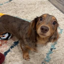 Dolly - Dachshund