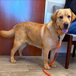 Graham - Yellow male Labrador Retriever puppy in Andrews, South Carolina from Leyland Cypress Retrievers