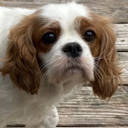 Cavalier King Charles Spaniel Puppies from Mapleview Cavalier King Charles Spaniels
