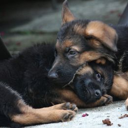 German Shepherds from Von Den Oher Tannen