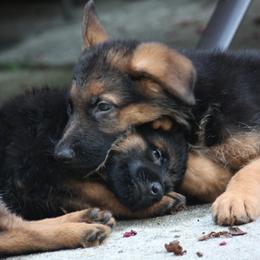 German Shepherds from Von Den Oher Tannen